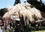 延寿院のしだれ桜